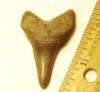 Lee Creek Mako Shark Tooth